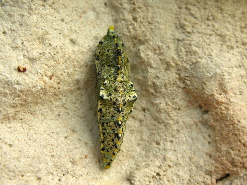 Pupa di Ninfalide da det.2. Pieridae: Pieris brassicae